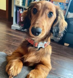 pets-of-hempoffset-rchie-dachshund