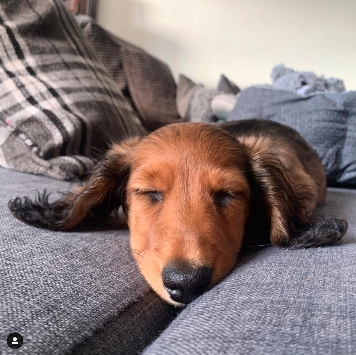 archie-dachshund-dogs-of-hempoffset