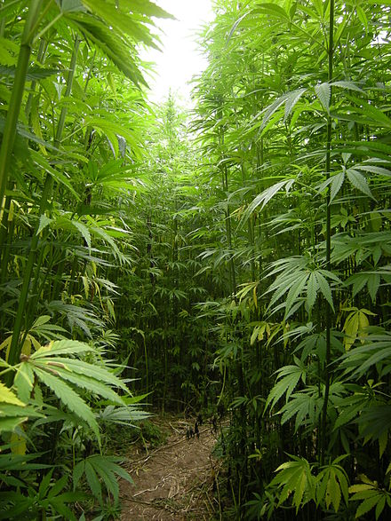 hemp-plants-growing