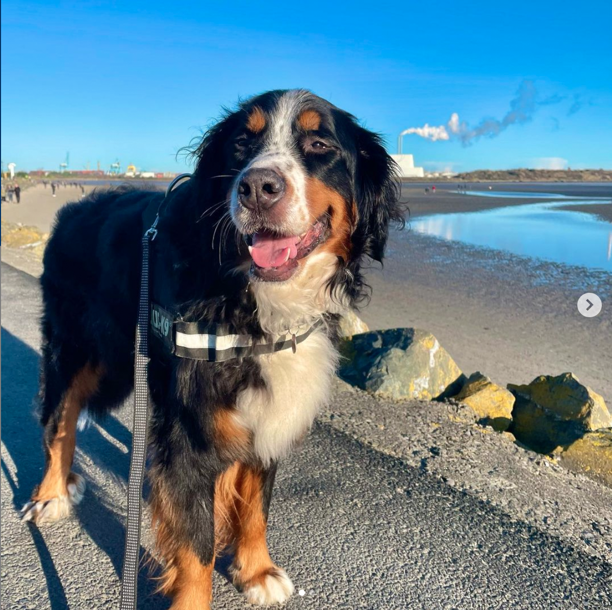 sadie-bernese-dogs-of-hempoffset