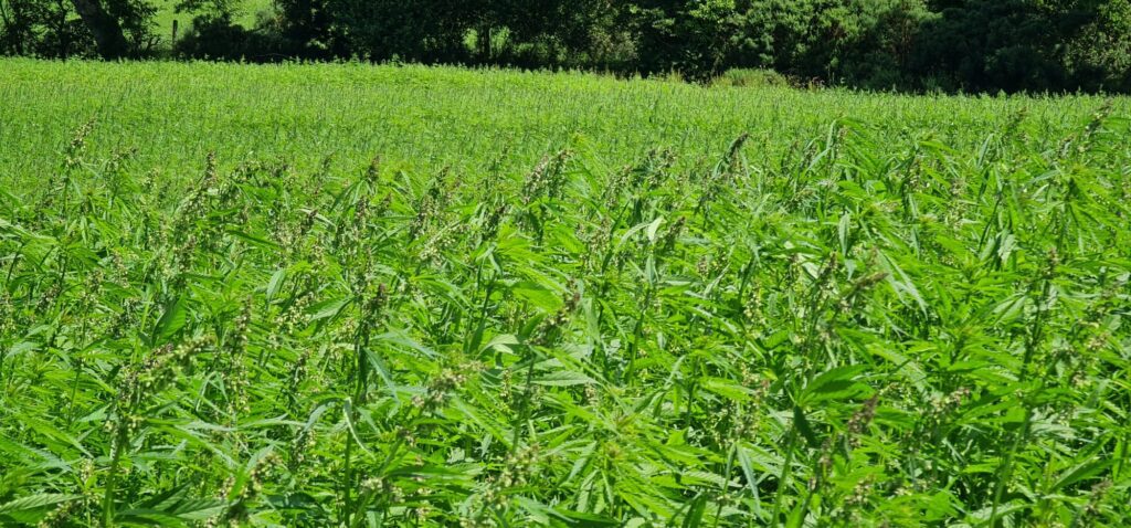 hemp-field-ireland