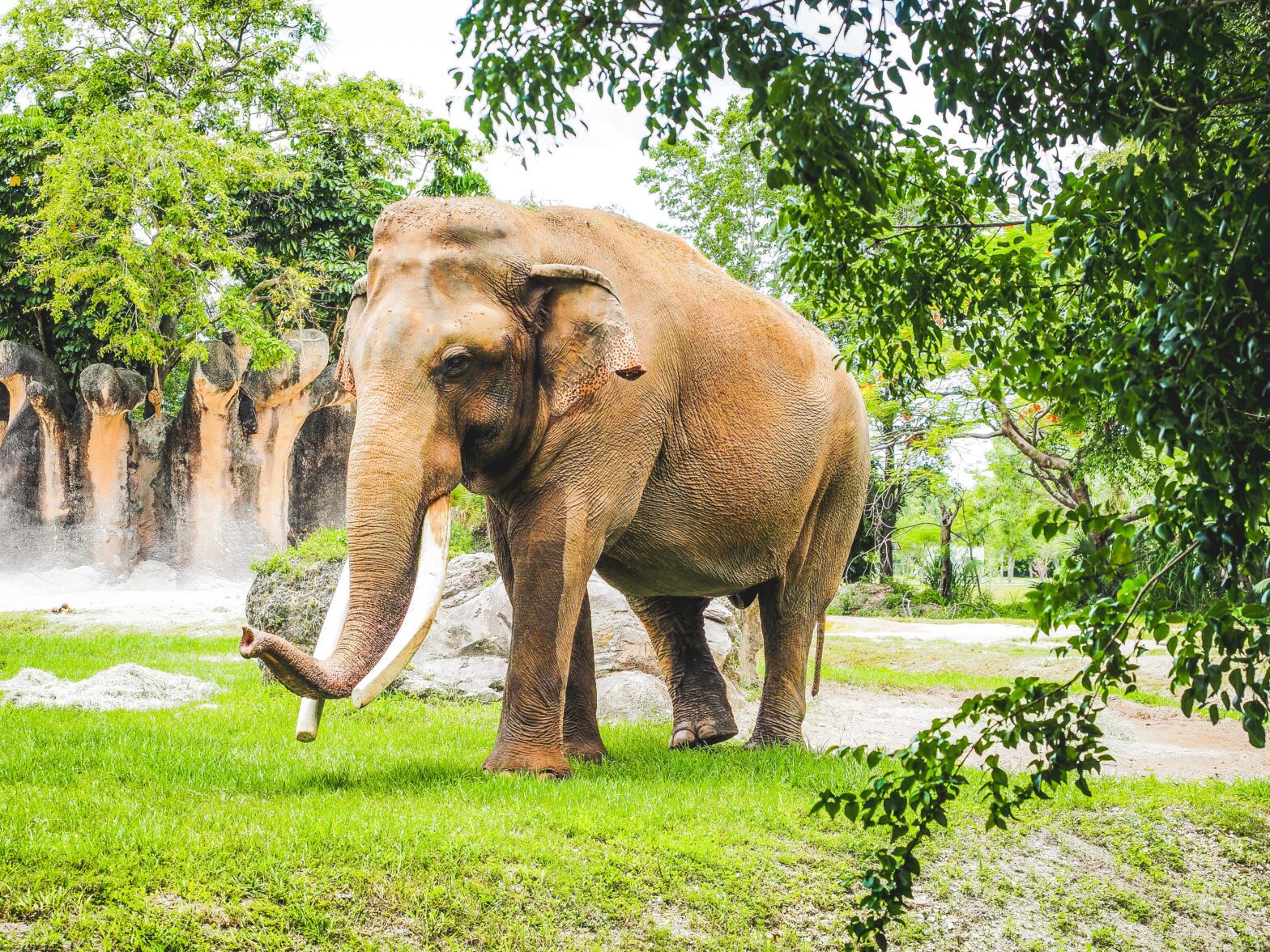 carbon-footprint-asian-elephant-5-tons