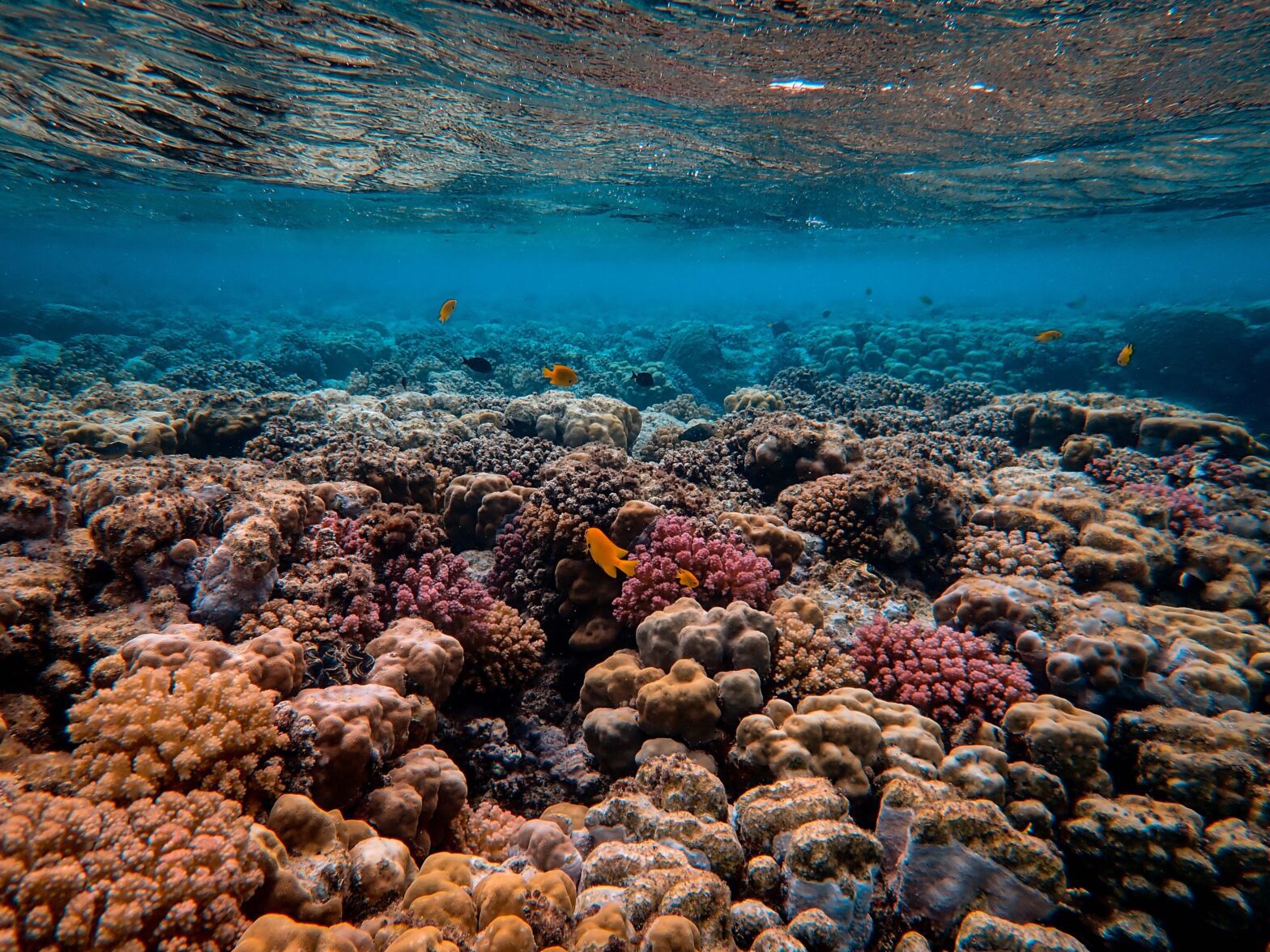 ipcc-report-feb-2022-coral-reef