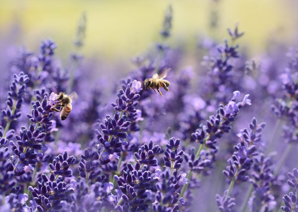 bees-offset-carbon-footprint