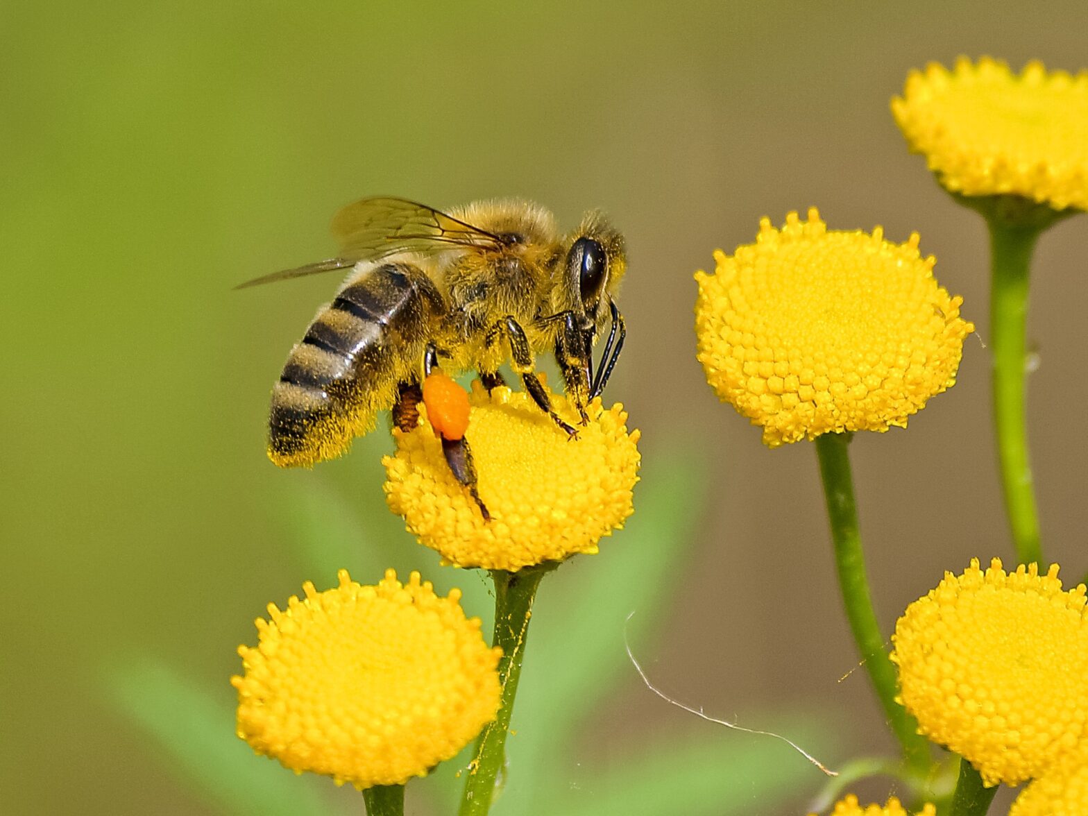 world-bee-day-hemp