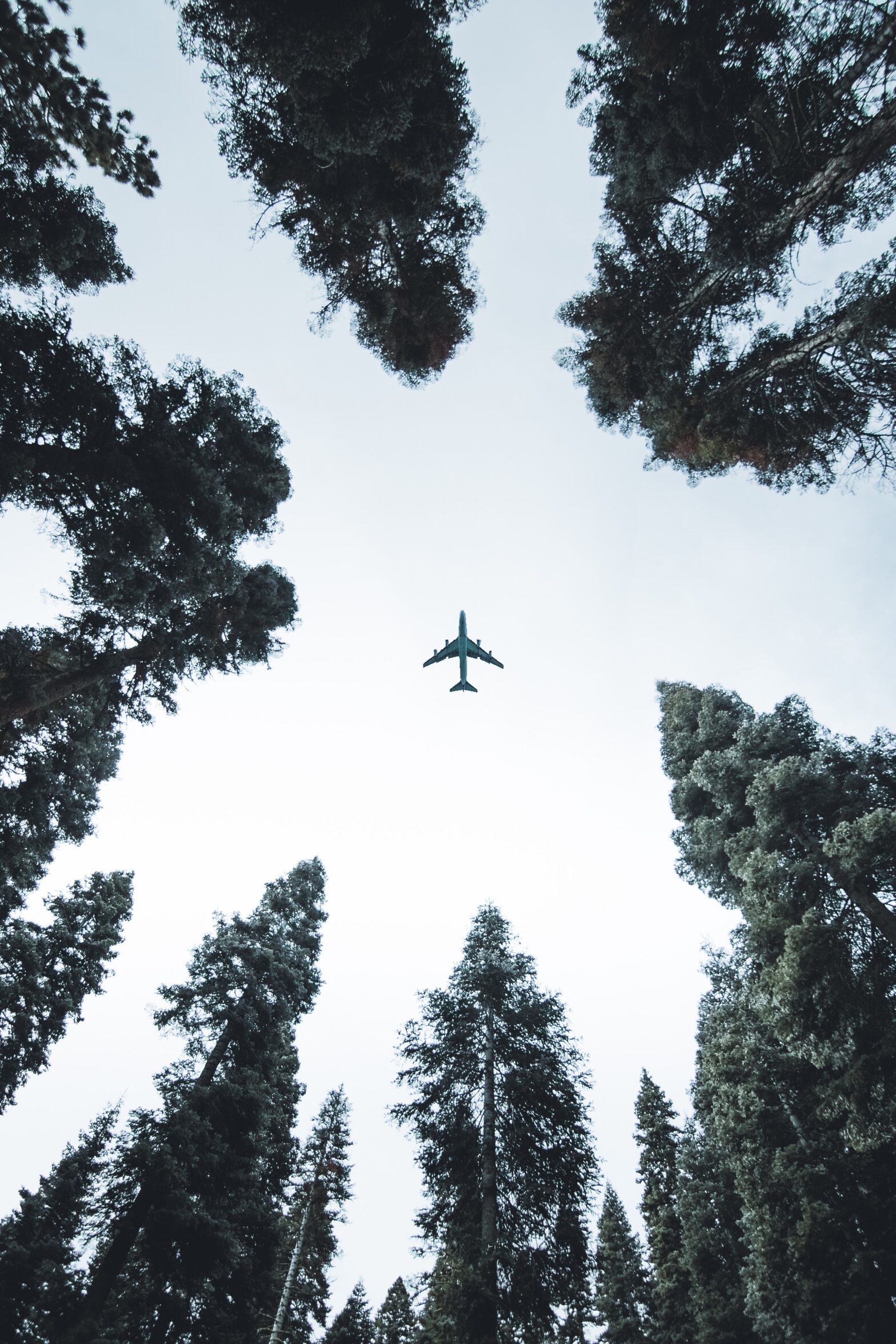 sustainable-aviation-aircraft-forest