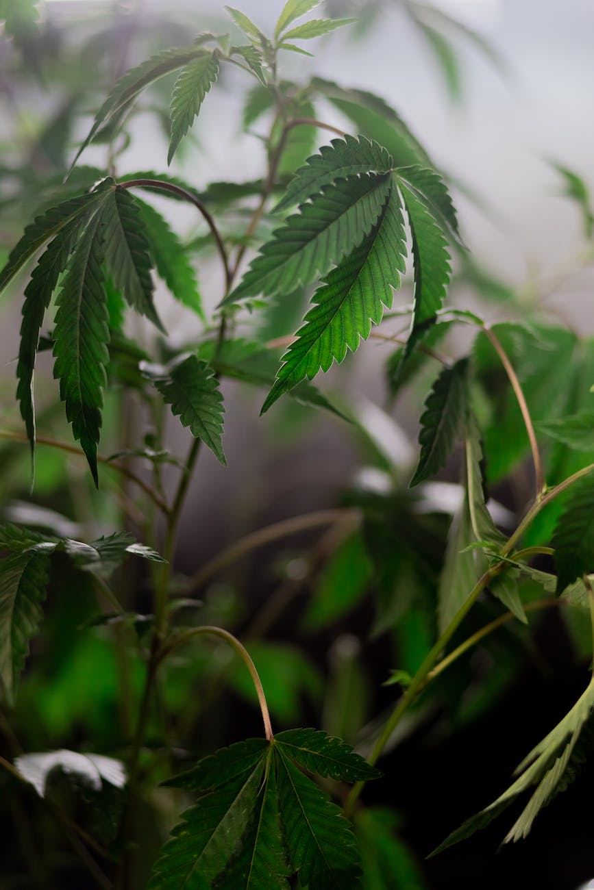 photo of cannabis plant-un hemp report